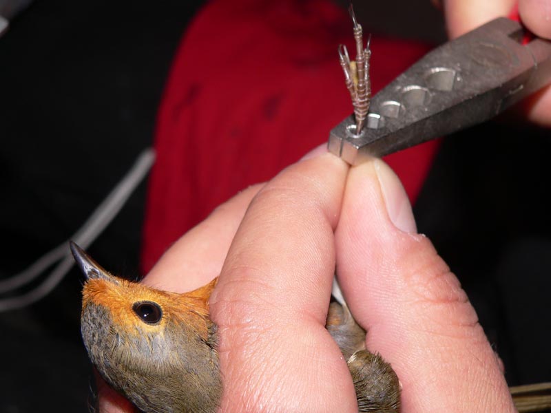 Inanellamento passeriformi a Ustica